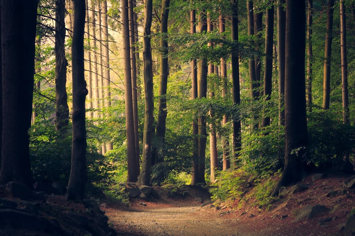 Person walking on a sunlit forest path